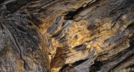 Texture split trunk of an old wood, shallow DOF