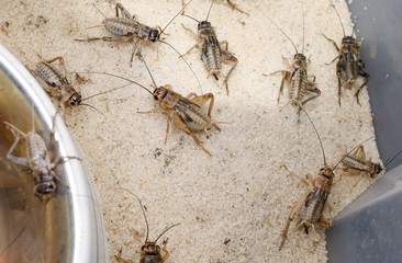 Steppengrillen 