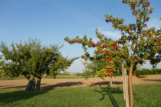 Apfelbaum jung