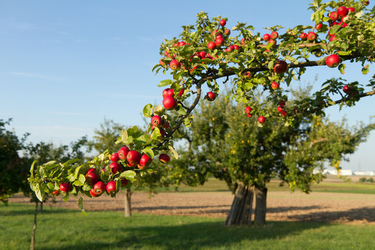 Apfelbaum rot