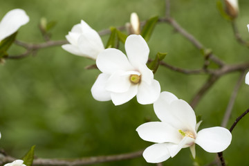 Obraz na płótnie Canvas Magnolia.