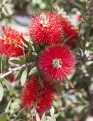 Каллистемон