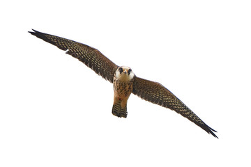Red-footed falcon (Falco vespertinus)