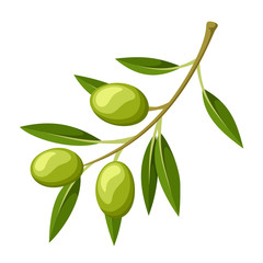 Olive branch. Vector illustration.