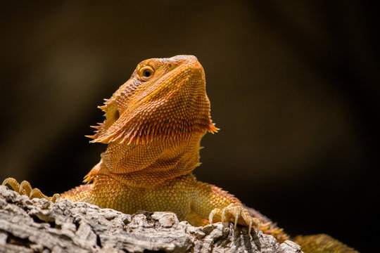 Godzillas Schwester - Bartagame