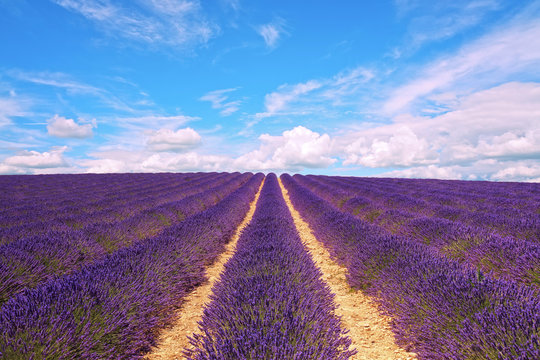 Lavender flowers blooming field and cloudy sky. Valensole, Prove