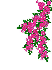 Dog rose (Rosa canina) flowers on a white background