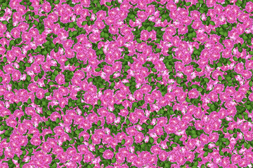 Abstract background of flowers roses