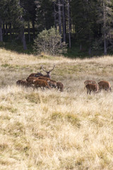 deers family