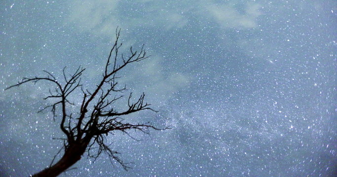 Time lapse video of a silhouette of a tree in front of the Milky way's stars at August.