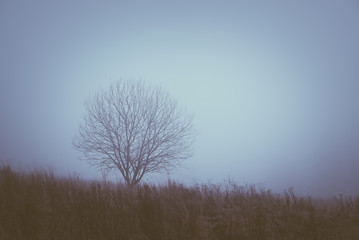 Lonely tree in the mist