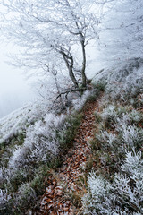 Hoarfrost in the mountain forest