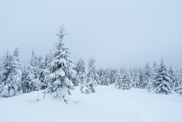 Obraz premium Fir forest in mountains