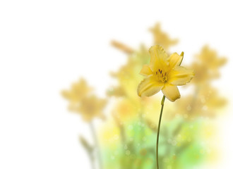 Bush yellow Daylily (hemerocallis) on a white background