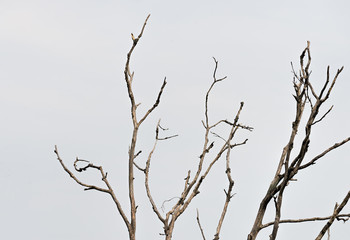 Fototapeta na wymiar Dead tree branches