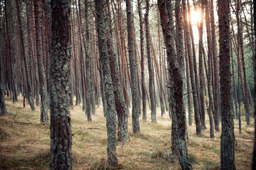 Pine forest