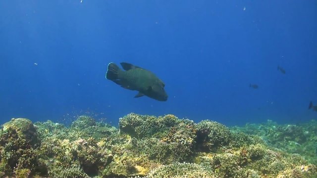 A colorful coral reef with Bluefin Trevallies, Emperors and Napoleon Wrasse
