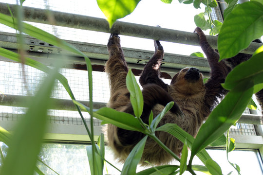 hanging sloth