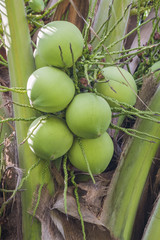 fresh coconut on tree