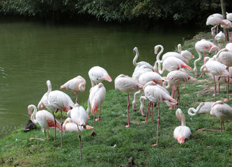 a flock of pink flamingos on the water