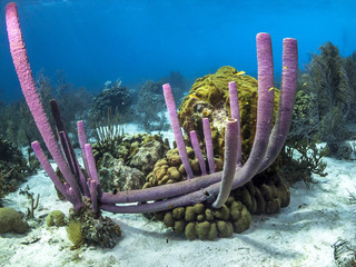Underwater coral reef