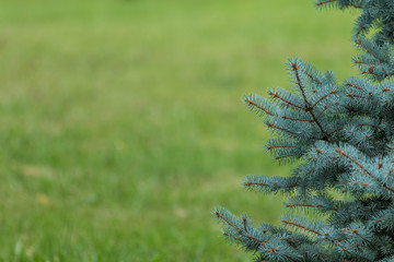 Blue spruce and green grass