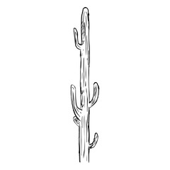 Vector Single Sketch Cacti