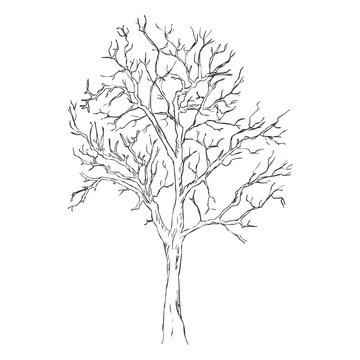 Vector Single Sketch Bare Tree