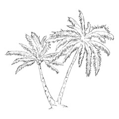 Fototapeta na wymiar Vector Single Sketch Palm Tree