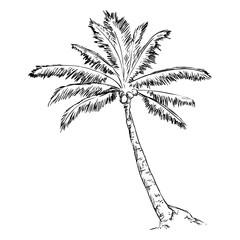 Obraz premium Vector Single Sketch Palm Tree