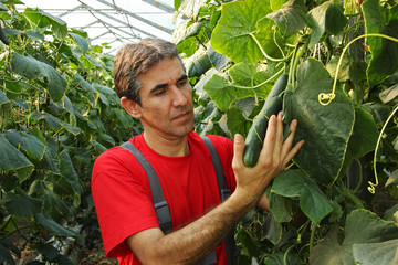 Farmer Checking Cucumbers in Commercial Grenhouse