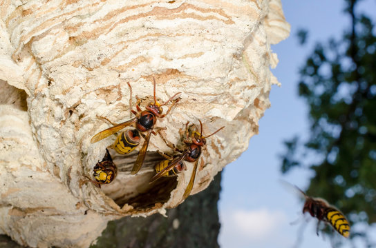 Hornissen Arbeiterinnen am Nest