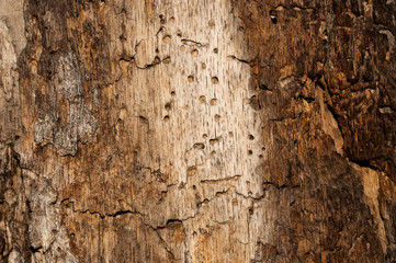 texture tree 4