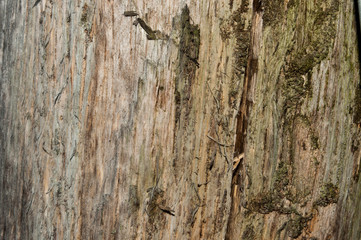 texture tree 6