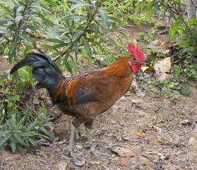 Hawaiian rooster