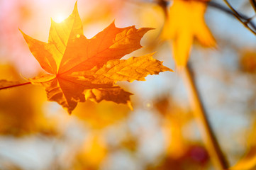 Autumn trees in a forest and clear blue sky