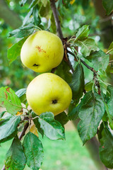 Apples on tree branch