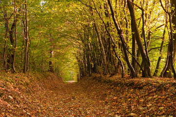 Obraz premium Path covered with foliage in autumn forest