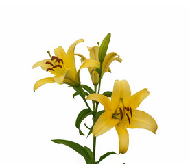The branch of yellow lilies  on a white background isolated © Olesia Sarycheva