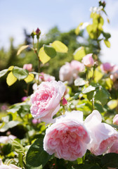 Obraz premium rose bushes