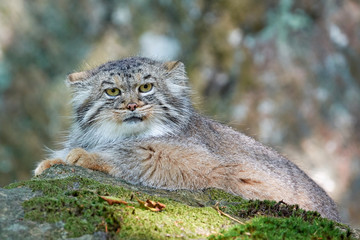 Fototapeta na wymiar Pallas's cat (Otocolobus manul)