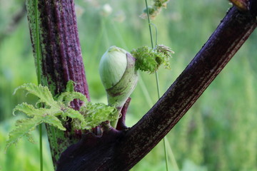 There is a glade of Giant Hog-weed in my town, it's a magnificent but dangerous plant. this close up shows a bud swelling.  © icekool