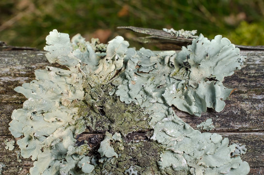 Flechte auf altem Holz
