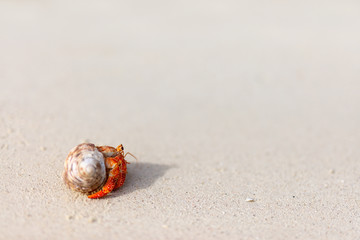 Hermit crab
