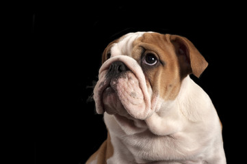 English bulldog puppy .