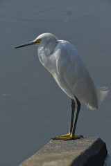 White Snow Egret