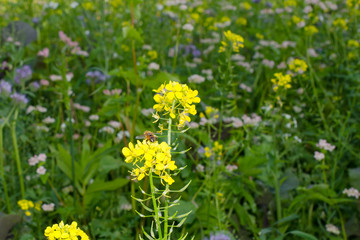 Fototapeta premium Sommerblumen mit Schwebfliege