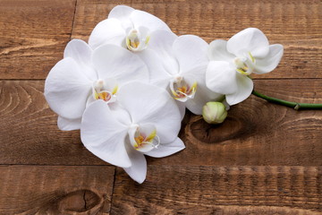 Fototapeta na wymiar Orchidea bianca