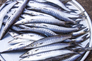 Fototapeta premium Vietnamese blue fish