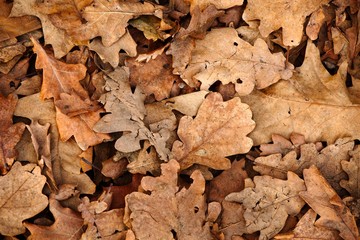 Fallen leaves